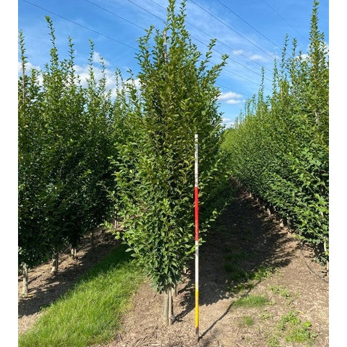 Pyramidavenbok - Carpinus betulus 'Fastigiata' 12-14 GEV