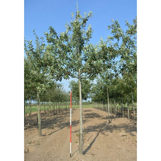 Äppelträd - Malus domestica &