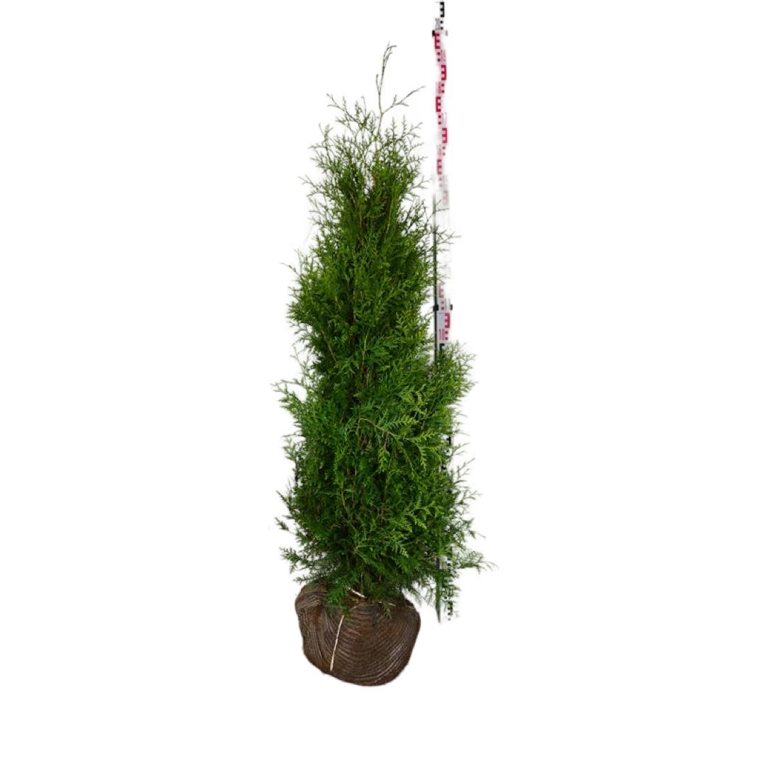 Thuja Brabant ; 160-180 cm rotklump