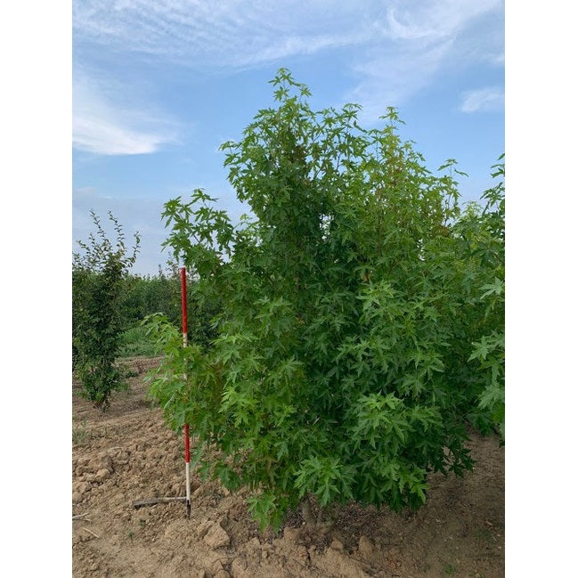 Ambraträd - Liquidambar styraciflua &