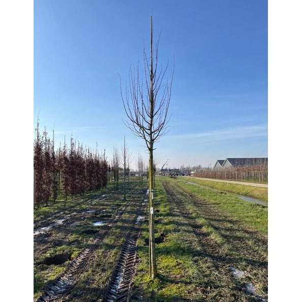 Bohuslind - Tilia platyphyllos 'Rubra'  - Stammens omkrets 20-25 cm, höjd 4-4,5 meter,  HS,