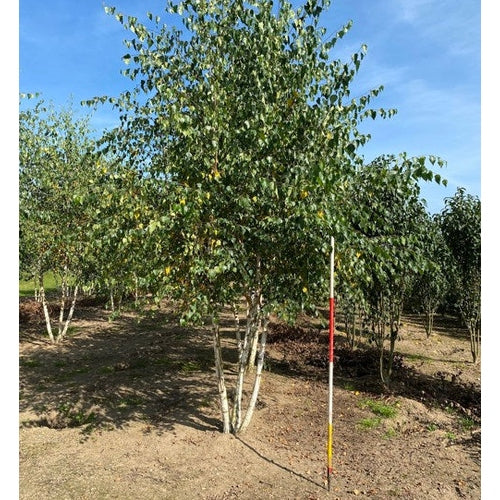 Hängbjörk - Betula pendula 450-500 MS COCO