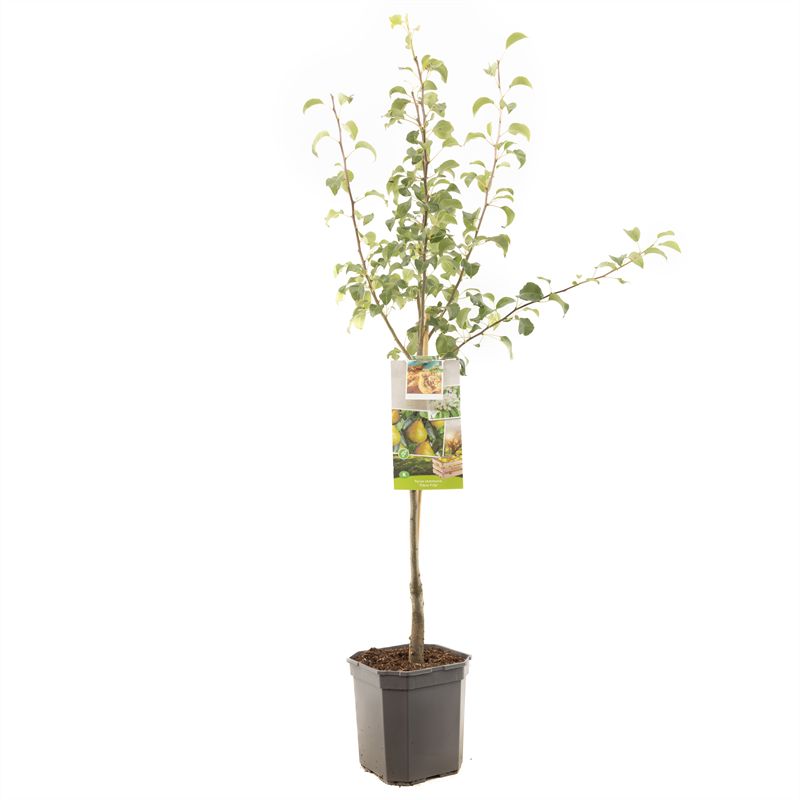 Pyrus communis &