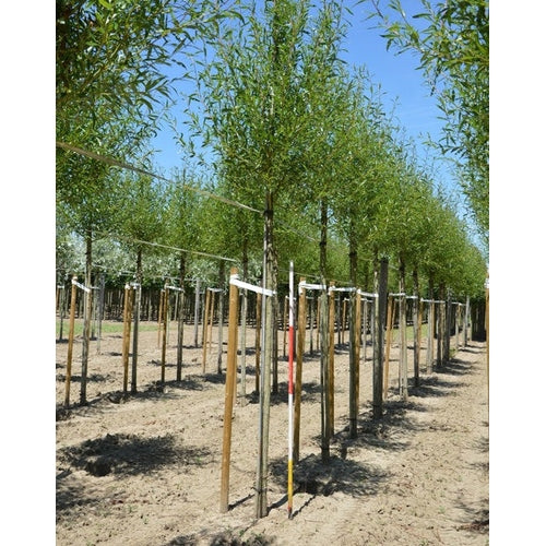 Vitpil - Salix alba 'Chermesina'  - Stammens omkrets 18-20 cm, höjd 4 +/- meter,  HS,