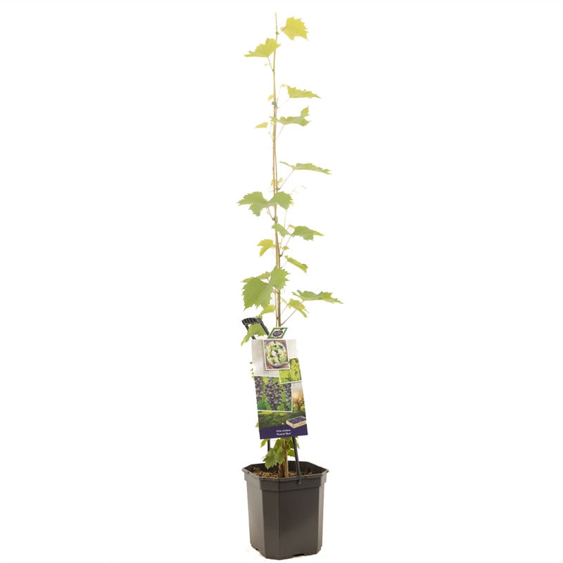 Vitis &