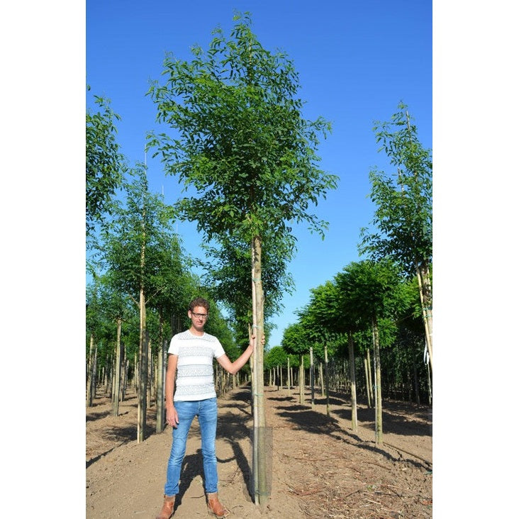 Robinia - Robinia pseudoacacia 'Unifoliola'  - Stammens omkrets 18-20 cm, höjd 4 +/- meter,  HS,