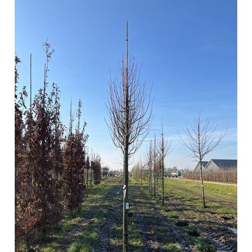 Skogslind - Tilia cordata 'Greenspire'  - Stammens omkrets 16-18 cm, höjd 3,5-4 meter,  HS, COCO