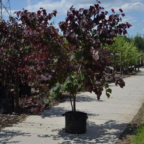 Amerikansk judasträd - Cercis canadensis &