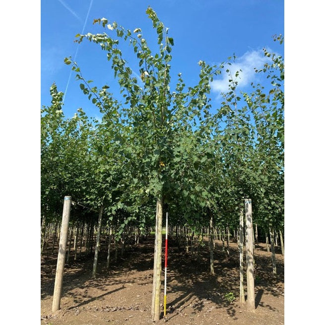 Asp - Populus tremula  - Stammens omkrets 20-25 cm, höjd 4-4,5 meter,  HS,