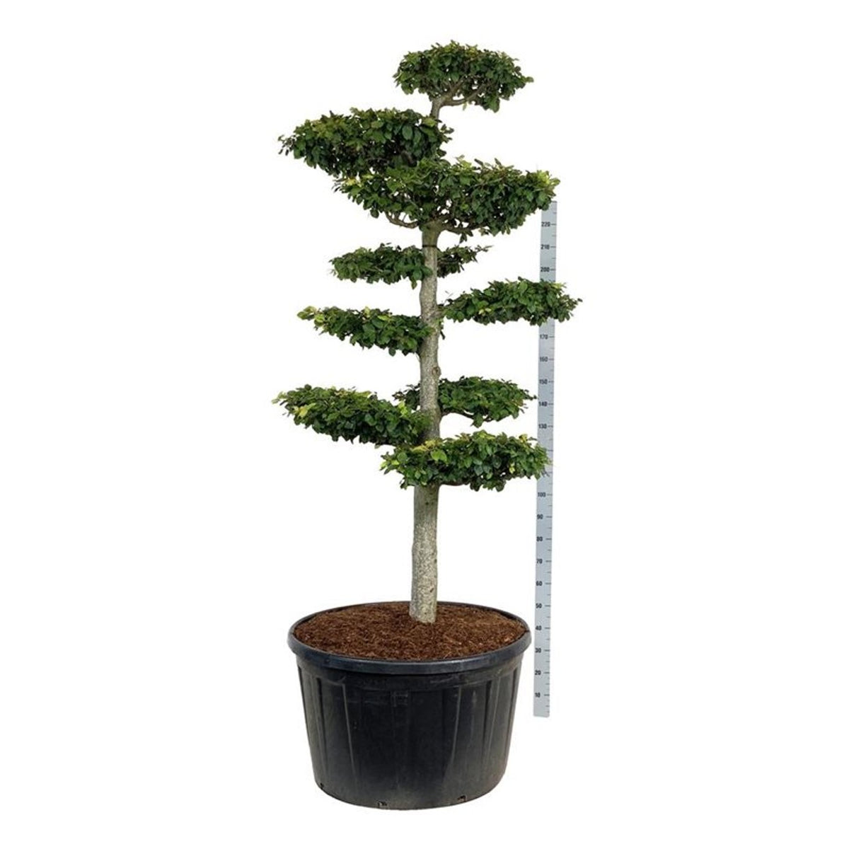 Fagus sylvatica Bonsai 200-225 cm C285 (285 liters kruka)