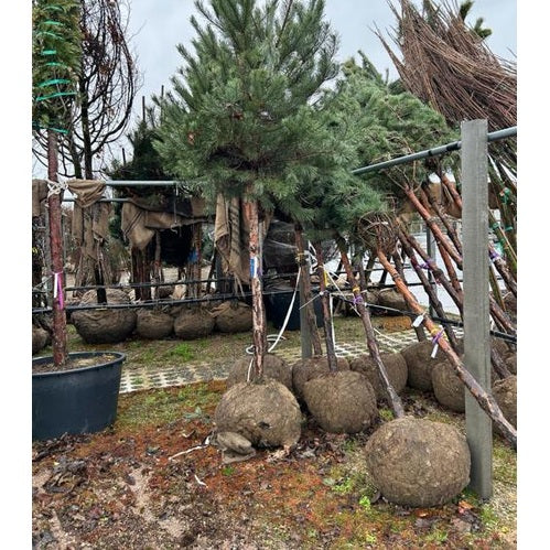 Tall - Pinus sylvestris  - Stammens omkrets 20-25 cm, höjd 4-4,5 meter,  HS,