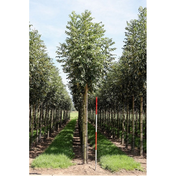 Ask - Fraxinus excelsior 'Westhof's Glorie'  - Stammens omkrets 14-16 cm, höjd 3,5-4 meter,   HS,