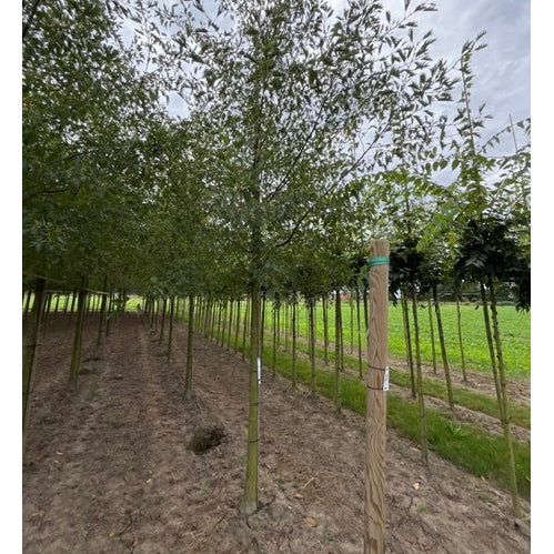 Klibbal - Alnus glutinosa 'Laciniata'  - Stammens omkrets 20-25 cm, höjd 4-4,5 meter,   HS,