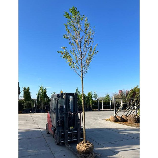 Sötkörsbär - Prunus avium 'Plena'  - Stammens omkrets 20-25 cm, höjd 4-4,5 meter,  HS,