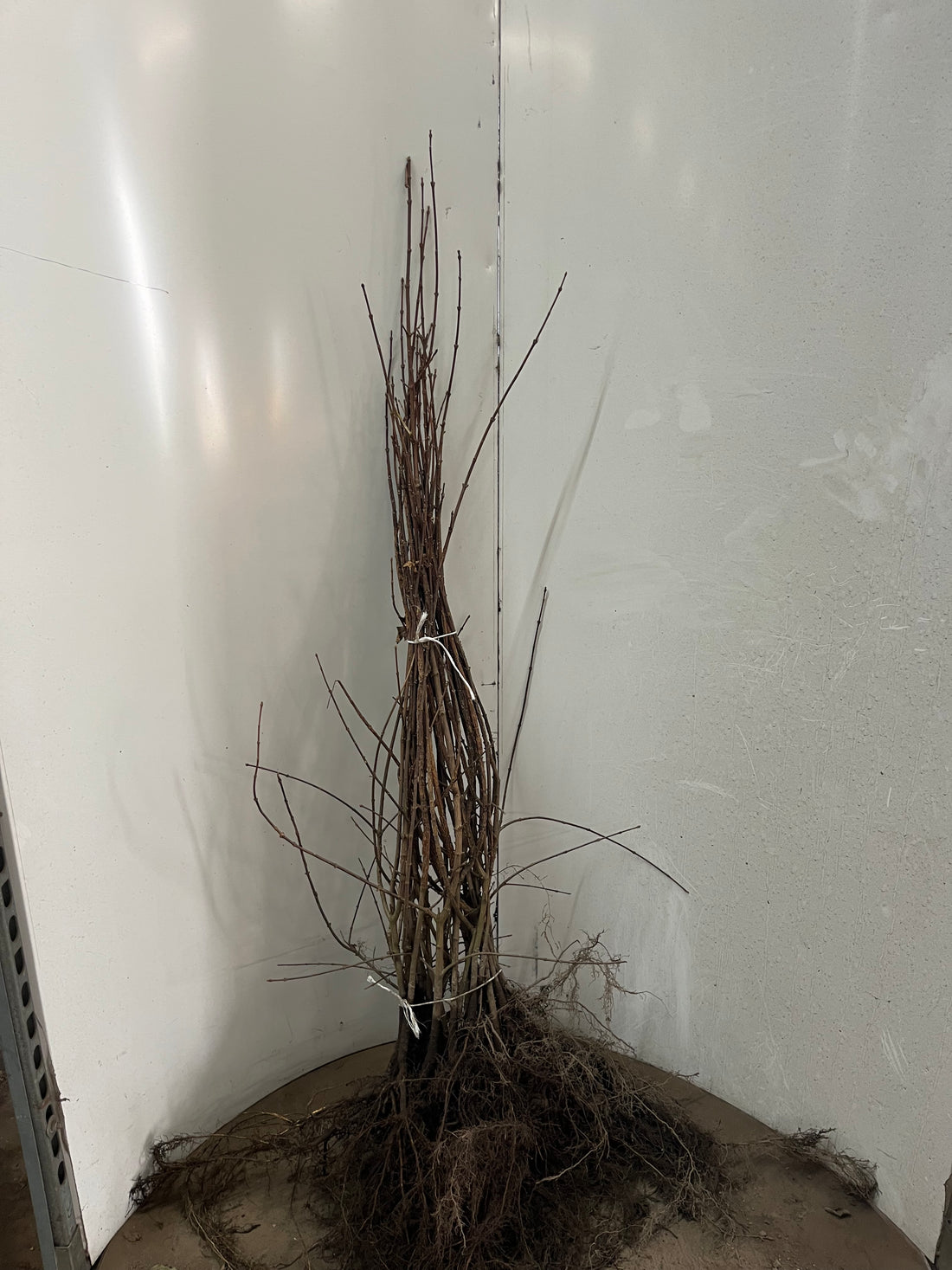 Häggmispel -  60-100 1+2