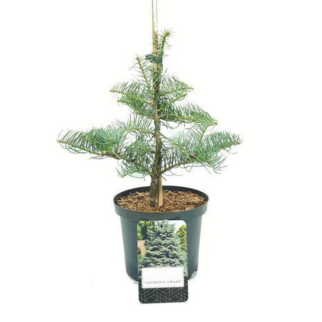 Abies concolor 'Archer's Dwarf'