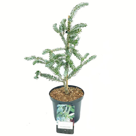 Abies koreana 'Silberlocke'