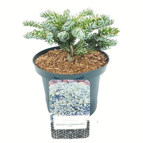 Abies koreana 'Kohout's Icebreaker'