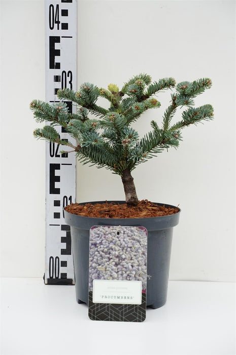 Abies procera "Procumbens"