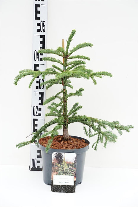 Abies procera 'Rat Tail'