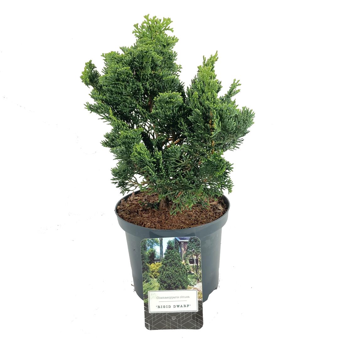 Ädelcypress o. &