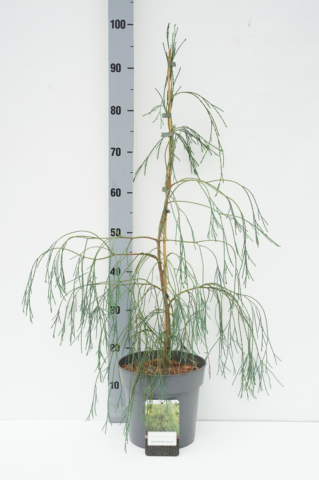 Ädelcypress l. &