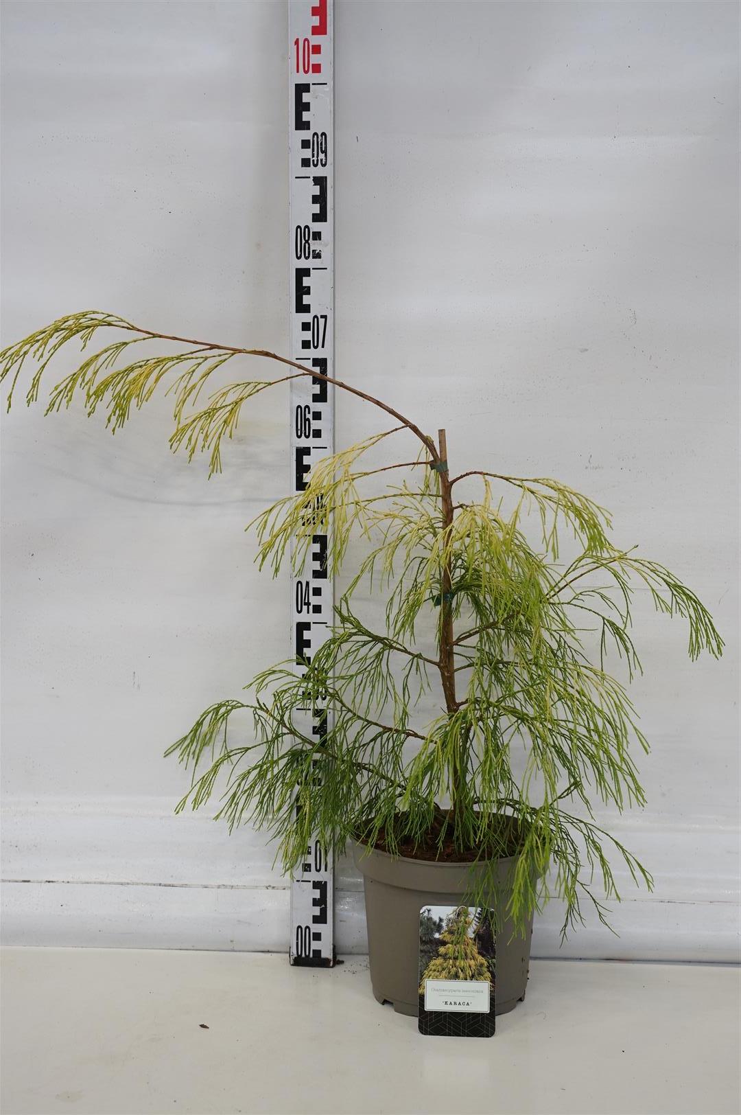 Ädelcypress law. &