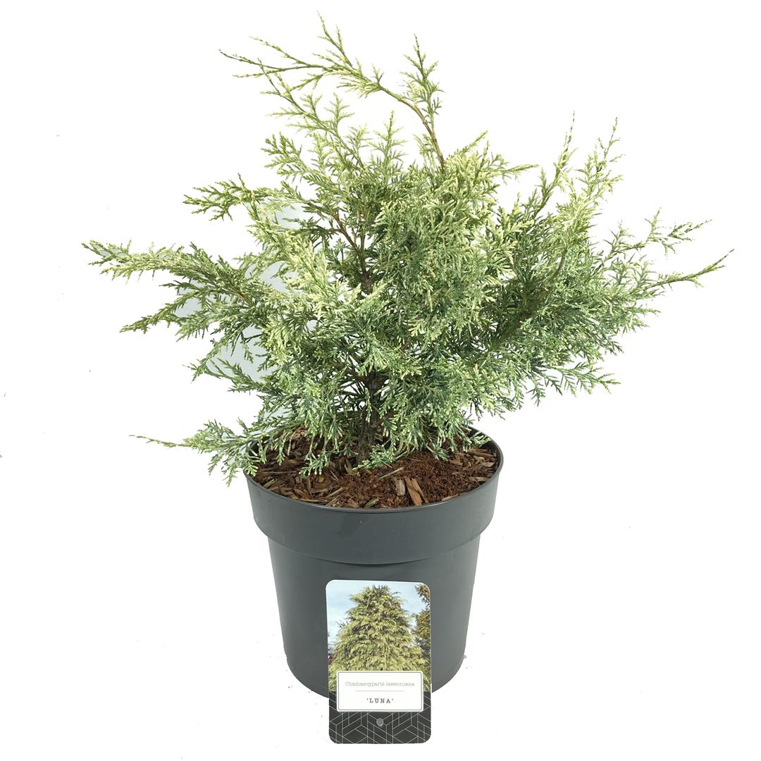 Ädelcypress l. &