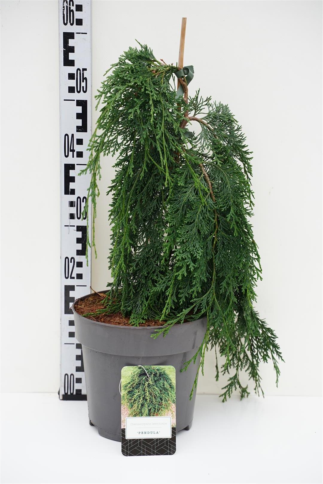 Ädelcypress l. &