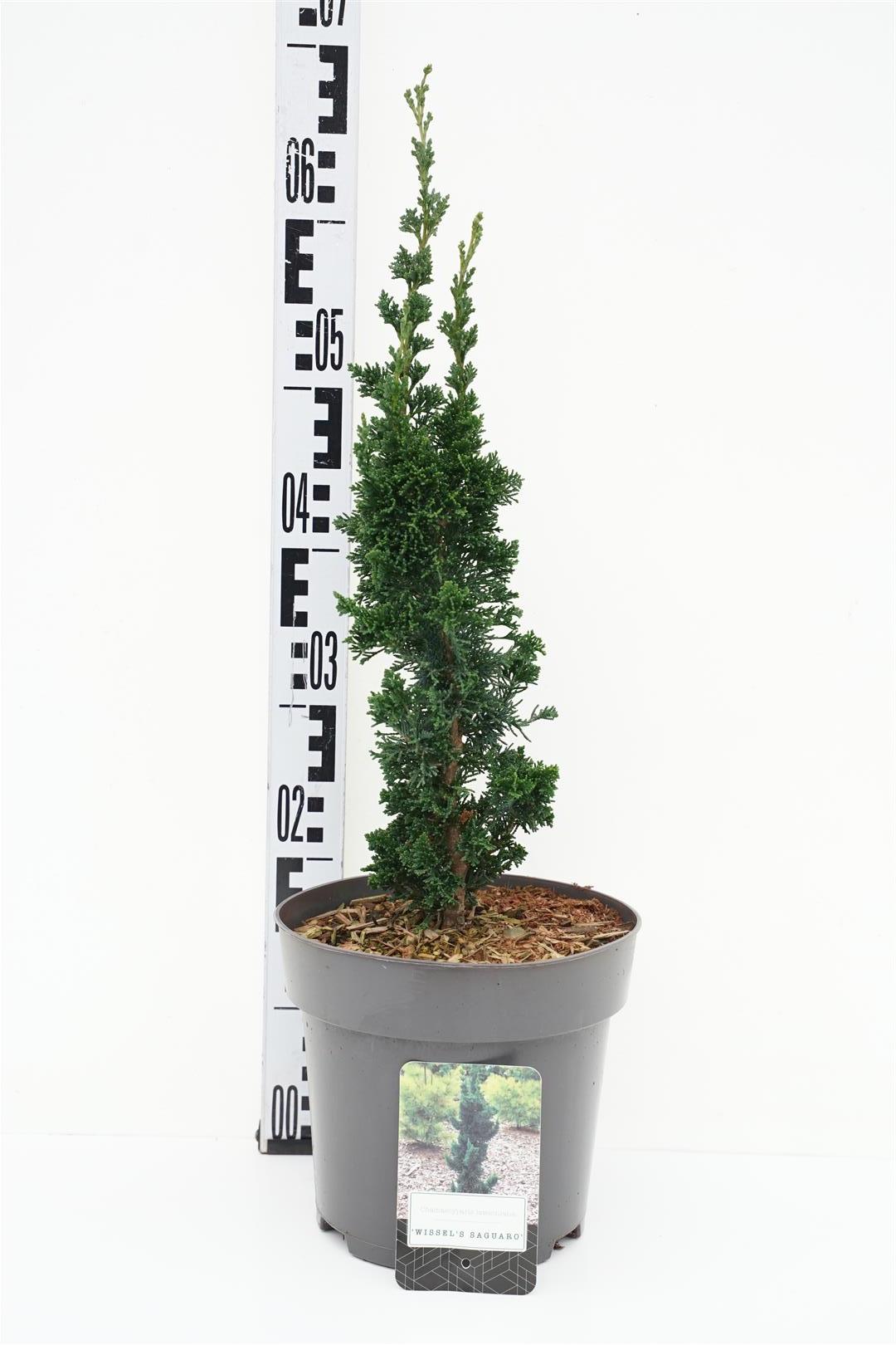 Ädelcypress l. &