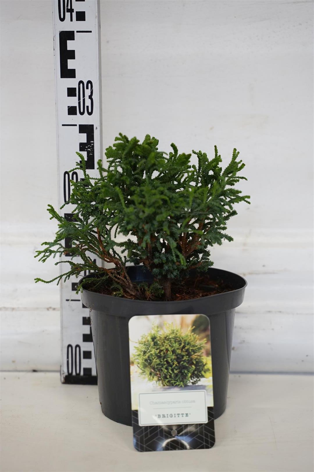 Ädelcypress o. &