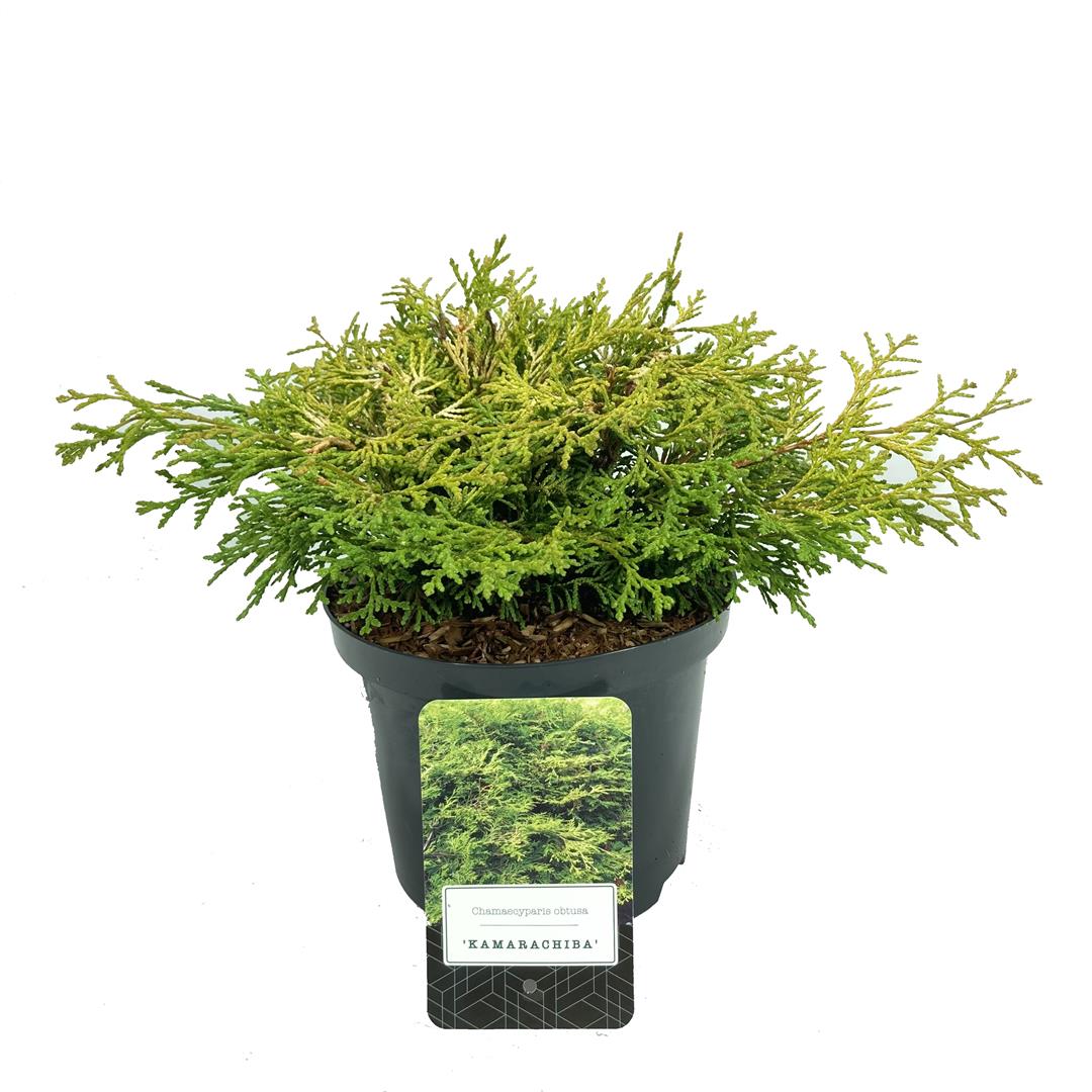 Ädelcypress o. &