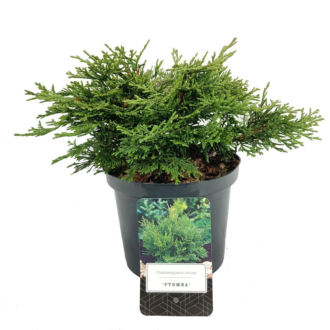 Ädelcypress o. &