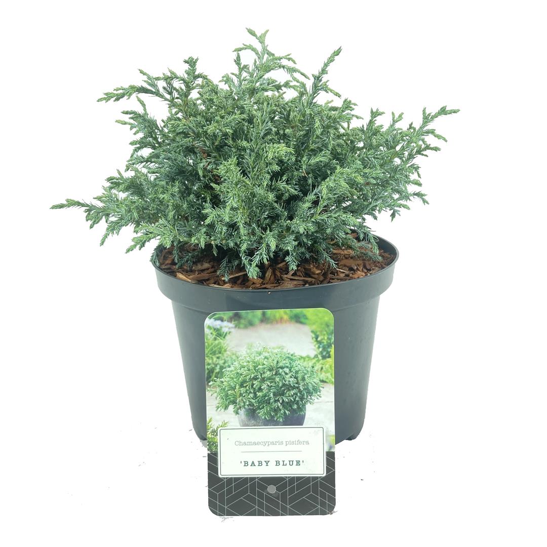 Ädelcypress p. &