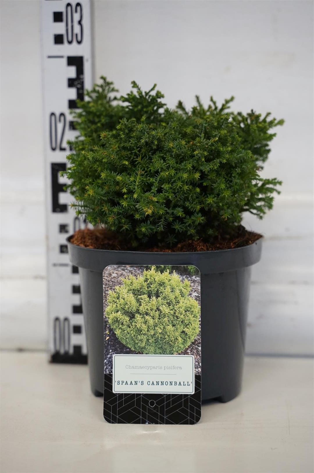 Ädelcypress p. &