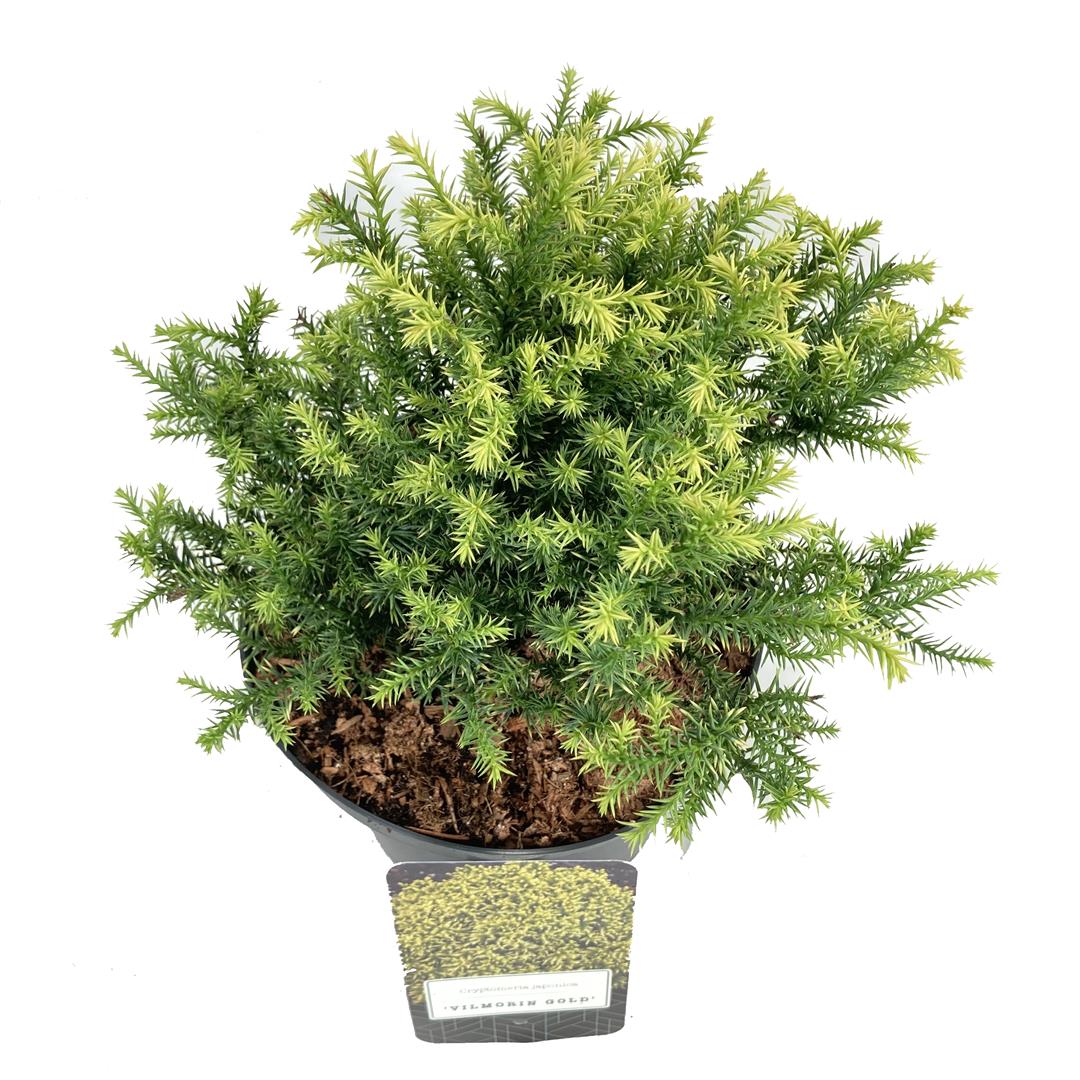 Cryptomeria j. &