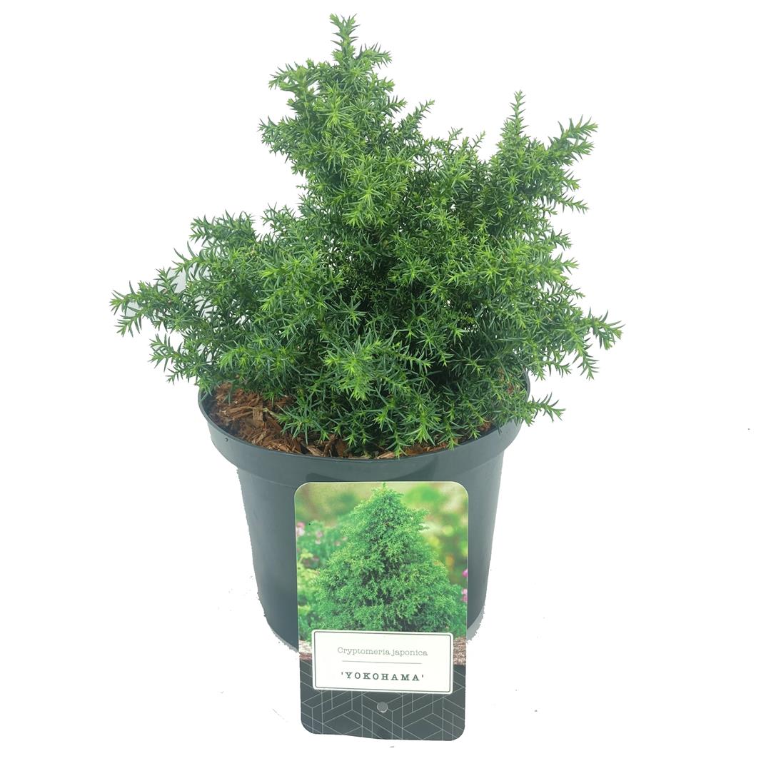 Kryptomeria j. &