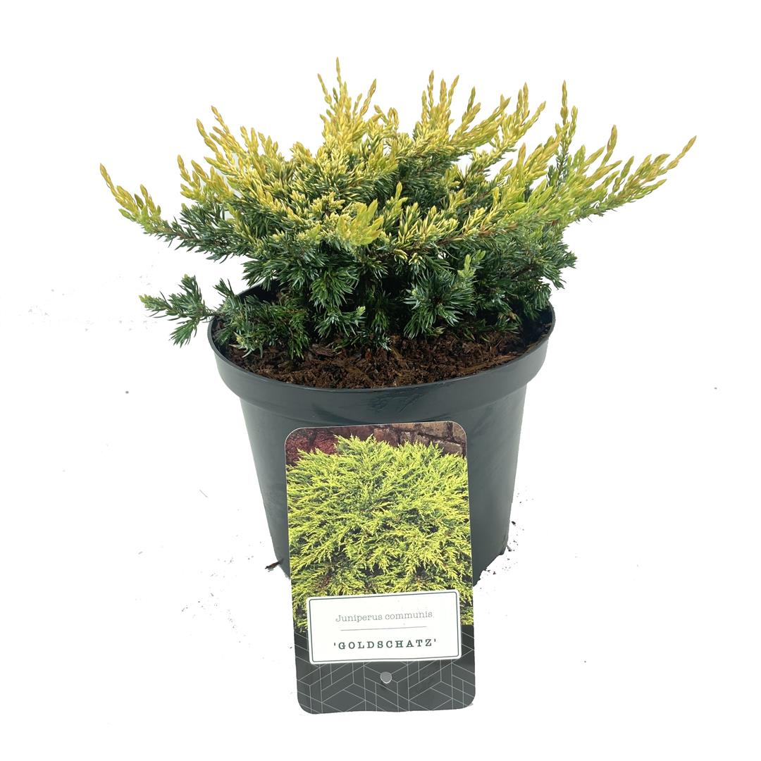Juniperus comm. &