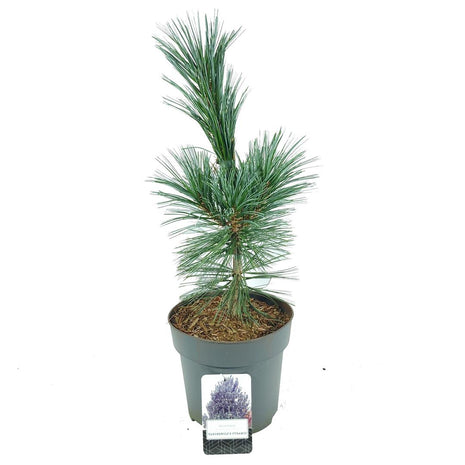 Pinus flex. 'Vanderwolf's Pyramid'