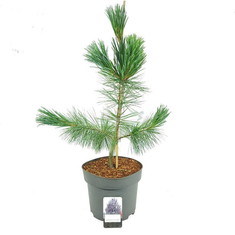 Pinus flex. 'Vanderwolf's Pyramid'