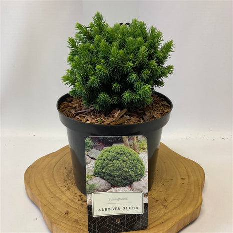 Picea gl. 'Alberta Globe'