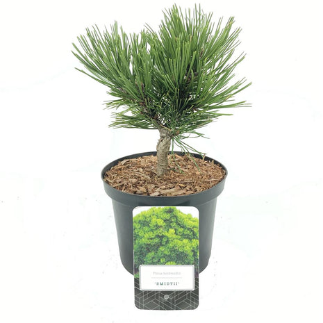 Pinus heldr. 'Schmidtii'