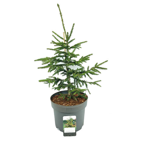 Picea orientalis 'Aureospicata'