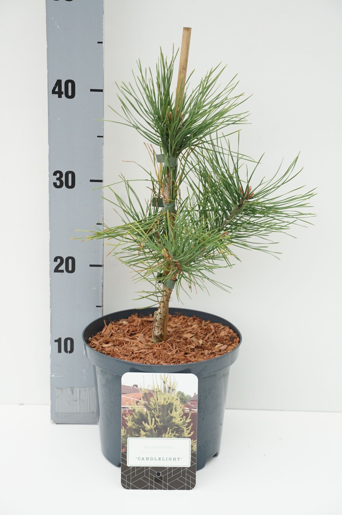 Pinus sylvestris &