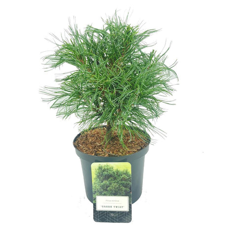 Pinus strobus "Green Twist"