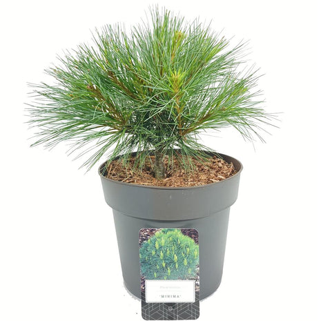 Pinus strobus "Minima"