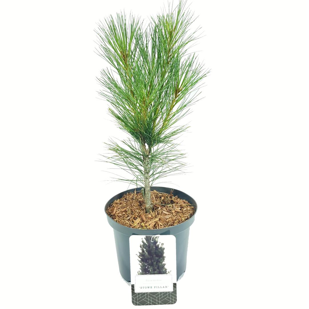 Pinus strobus &