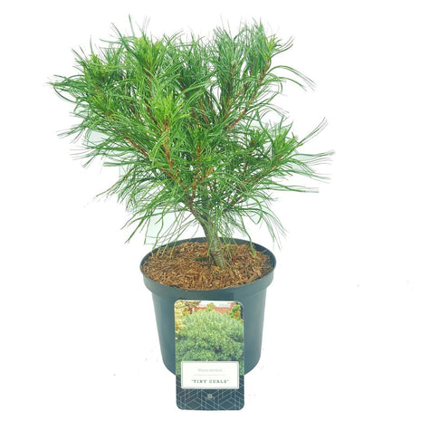 Pinus strobus "Tiny Curls"