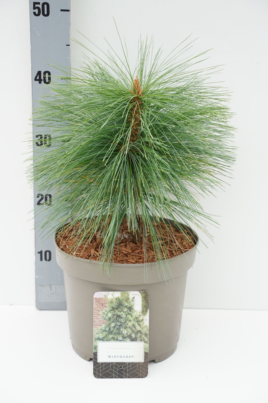 Tall schwerinii &