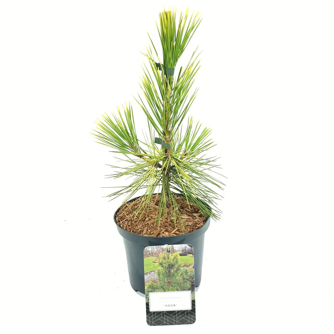 Tall thunbergii &